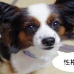 パピヨンの性格について