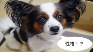 パピヨンの性格について