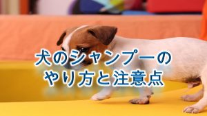 犬がポテチ ポテトチップス を食べると危険 犬のポテチの注意点 愛犬家が集まる Dogi