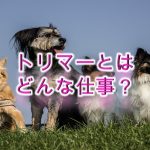 トリマーとは?【資格の概要や仕事内容について、ざっくりわかりやすく解説】