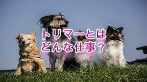 トリマーとは?【資格の概要や仕事内容について、ざっくりわかりやすく解説】