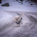 マルチーズの特徴について