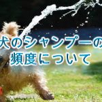 犬のシャンプーの頻度について【注意!お風呂の頻度と一緒ではない!】