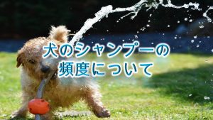 犬のシャンプーの頻度について【注意!お風呂の頻度と一緒ではない!】