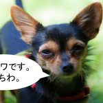 ミックス犬「ヨーチワ」ってどんな小型犬?【値段や性格、特徴をまとめました!】