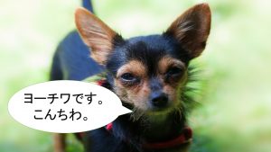 ミックス犬「ヨーチワ」ってどんな小型犬?【値段や性格、特徴をまとめました!】