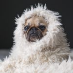 パグのしつけ方について
