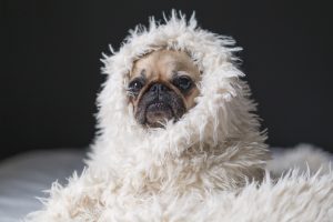 パグのしつけ方について