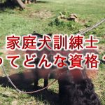 家庭犬訓練士ってどんな資格?