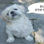 ミックス犬「シーダックス」ってどんな小型犬?【値段や性格、特徴をまとめました!】