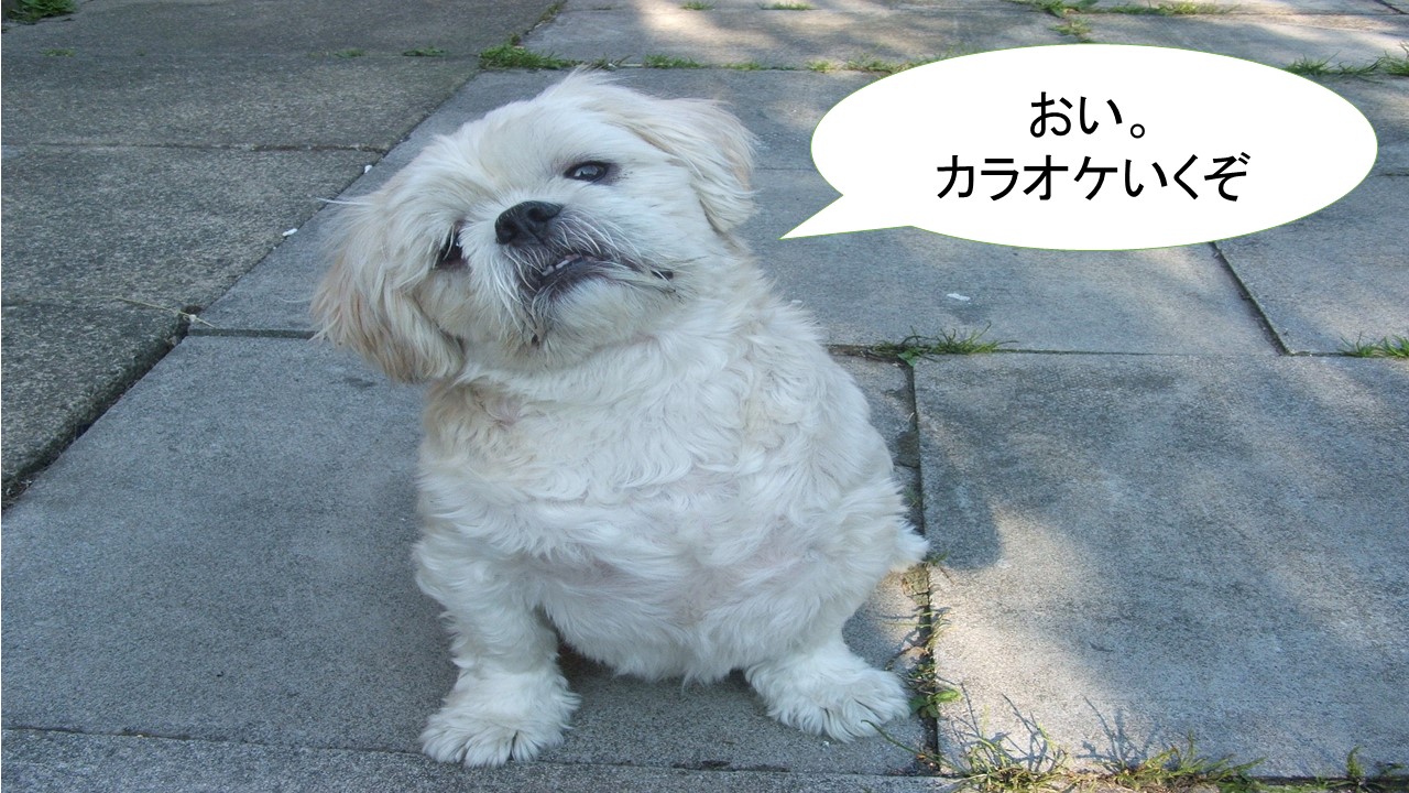 ミックス犬「シーダックス」ってどんな小型犬？【値段や性格、特徴をまとめました！】