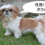 シーズーの性格について【穏やか?遊び好き?愛情深い?】