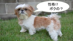 シーズーの性格について【穏やか?遊び好き?愛情深い?】