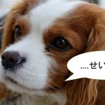 キャバリアの性格について