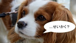 キャバリアの性格について