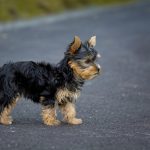 ヨークシャーテリアの特徴について