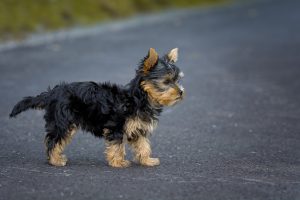 ヨークシャーテリアの特徴について