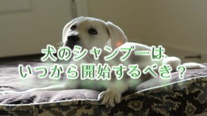 犬のシャンプーはいつから開始するべき？【シャンプーできない子犬期間のお手入れ方法も紹介】