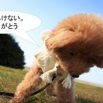 ミックス犬「チワプー」ってどんな子犬?【値段や性格、特徴をまとめました!】
