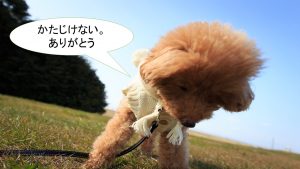 ミックス犬「チワプー」ってどんな子犬?【値段や性格、特徴をまとめました!】