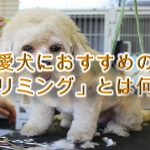 トリミングとは何か。【その意味や、愛犬におすすめの理由なども解説!】