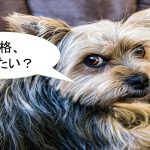 ヨークシャーテリアの性格について