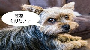 ヨークシャーテリアの性格について