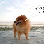 ミックス犬「ポメ柴」ってどんな小型犬?【値段や性格、特徴をまとめました!】