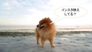 ミックス犬「ポメ柴」ってどんな小型犬?【値段や性格、特徴をまとめました!】