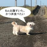 ミックス犬「マルシーズー」ってどんな小型犬?【値段や性格、特徴をまとめました!】