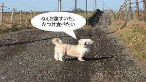 ミックス犬「マルシーズー」ってどんな小型犬?【値段や性格、特徴をまとめました!】