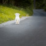 マルチーズのしつけ方について