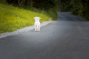 マルチーズのしつけ方について