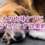 犬の肉球ケアにワセリンが効果的!【肉球クリームの代用にぜひ。】