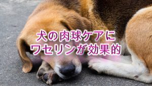 犬の肉球ケアにワセリンが効果的!【肉球クリームの代用にぜひ。】