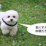 ミックス犬「ポメプー」ってどんな小型犬?【値段や性格、特徴をまとめました!】