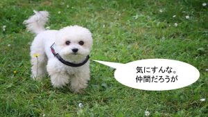 ミックス犬「ポメプー」ってどんな小型犬?【値段や性格、特徴をまとめました!】