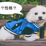 マルチーズの性格について