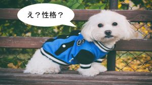 マルチーズの性格について