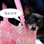 ミックス犬「チワックス」ってどんな小型犬?【値段や性格、特徴をまとめました!】