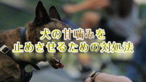 犬の甘噛みを止めさせる方法【犬の甘噛みの適切なしつけ方や対処法】
