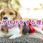 犬が伏せをする理由!【犬の行動には意味がある。】