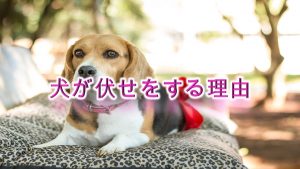 犬が伏せをする理由!【犬の行動には意味がある。】