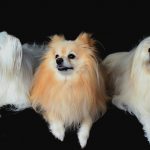 ポメラニアンのしつけ方について