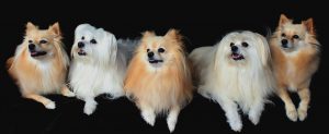 ポメラニアンのしつけ方について