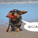 ミックス犬「マルックス」ってどんな小型犬?【値段や性格、特徴をまとめました!】