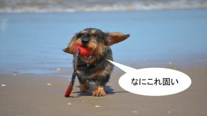 ミックス犬「マルックス」ってどんな小型犬?【値段や性格、特徴をまとめました!】