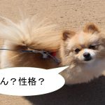 ポメラニアンは性格が良い?悪い?遊び好きな性格?【ポメラニアンの性格について】