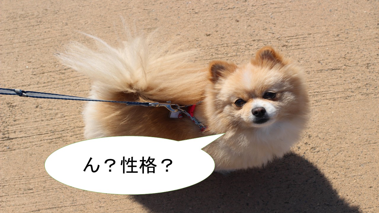 ミックス犬「ポメチワ」ってどんな小型犬？【値段や性格、特徴をまとめました！】