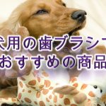 犬用の歯ブラシの選び方のポイントとは?【おすすめの犬用歯ブラシも紹介】